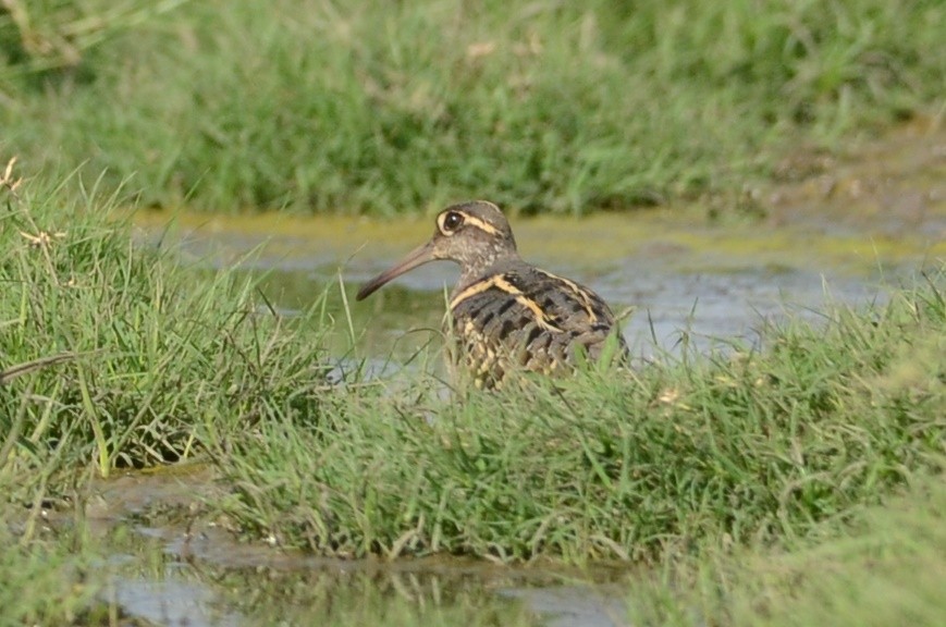 Greater Painted-Snipe - ML45189091