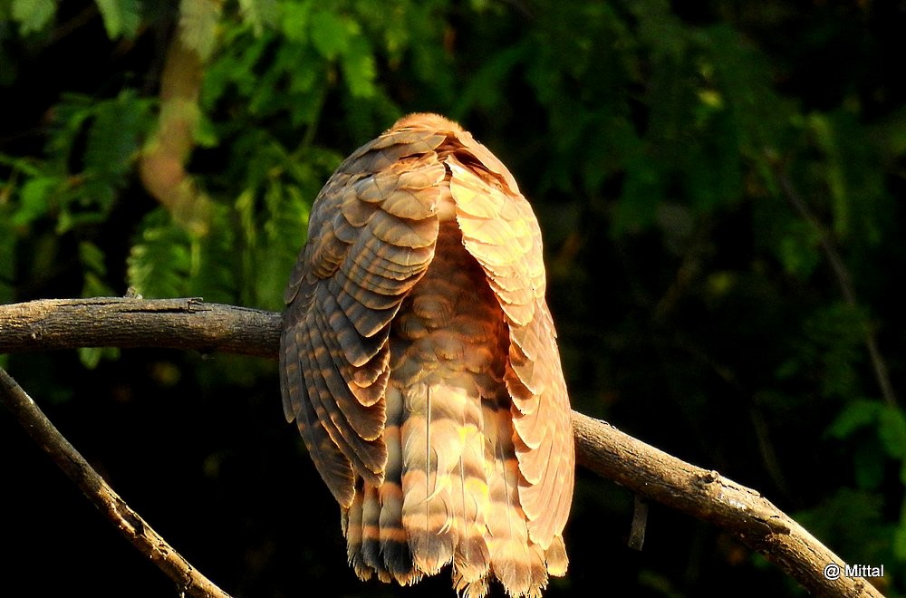 Common Hawk-Cuckoo - Mittal Gala