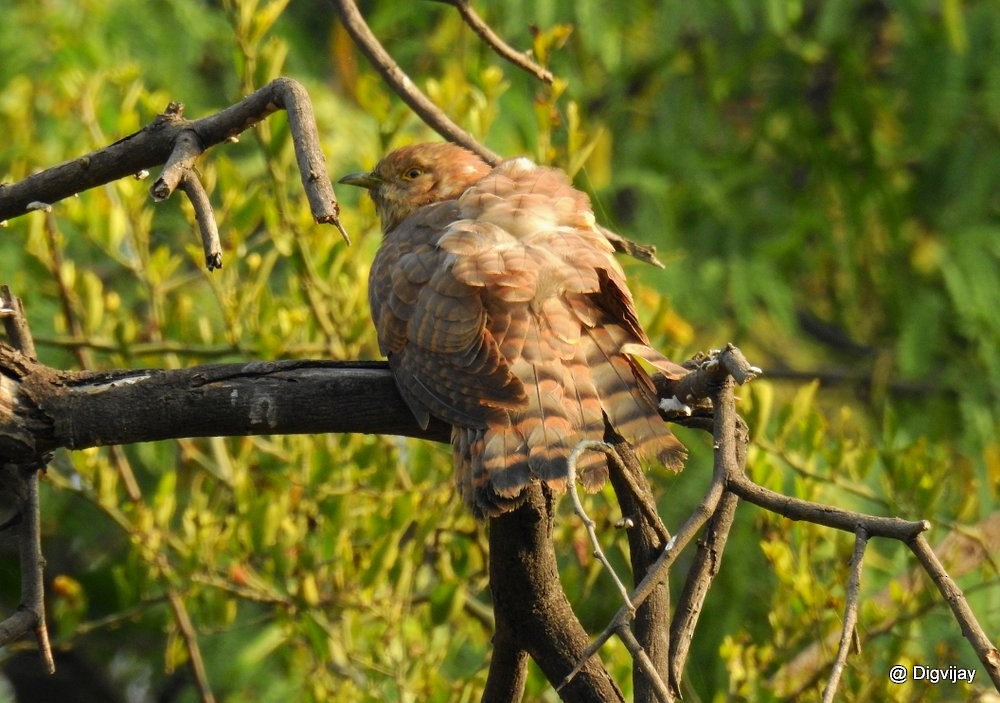 Common Hawk-Cuckoo - Mittal Gala