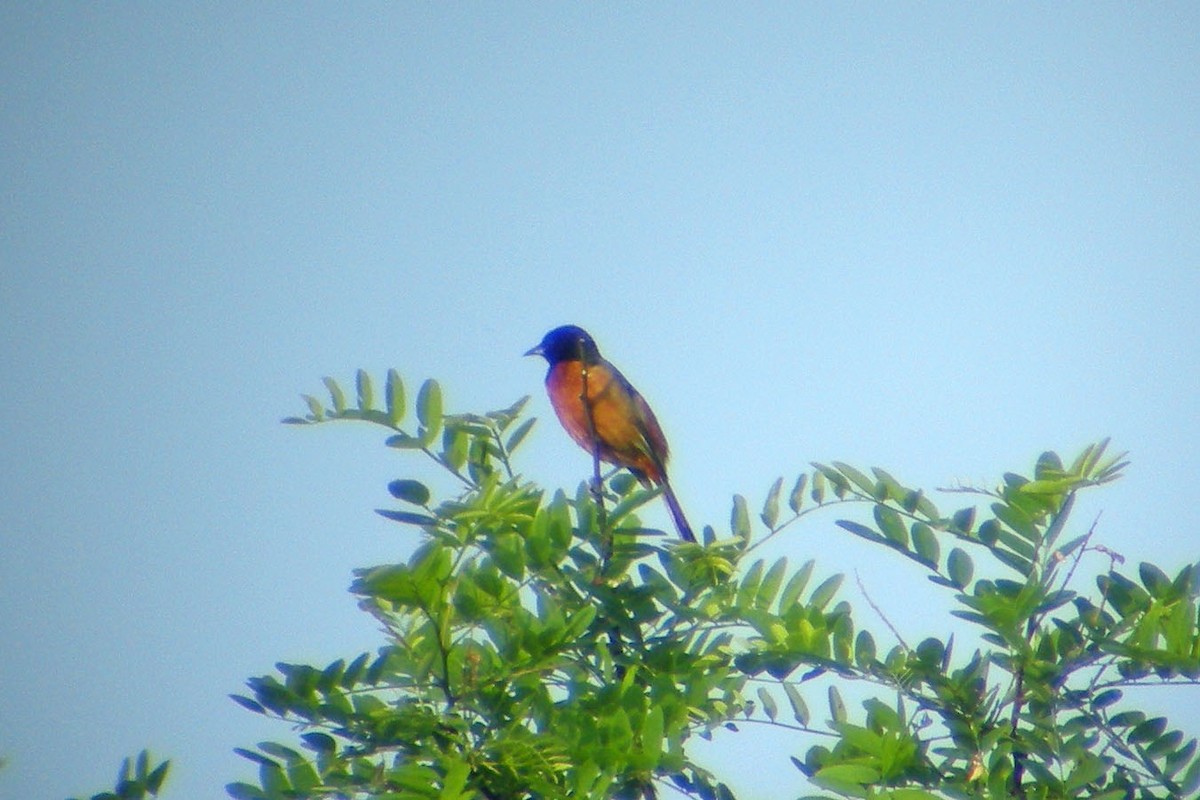 Orchard Oriole - ML45189641