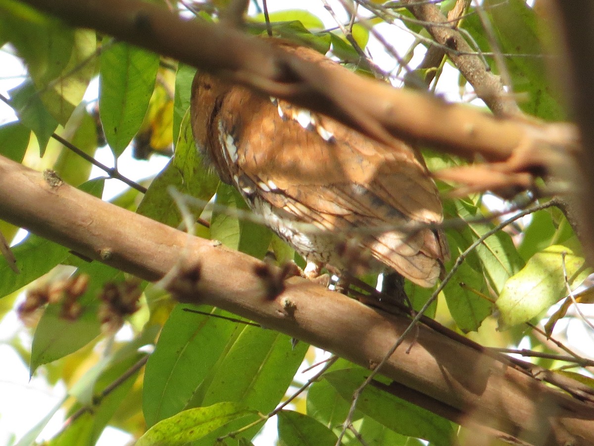 Oriental Scops-Owl - Eyzat Amer