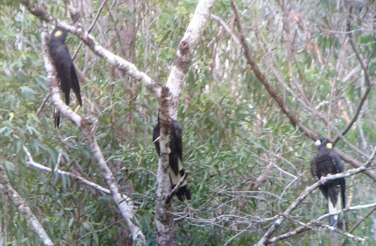 Yellow-tailed Black-Cockatoo - ML45189791