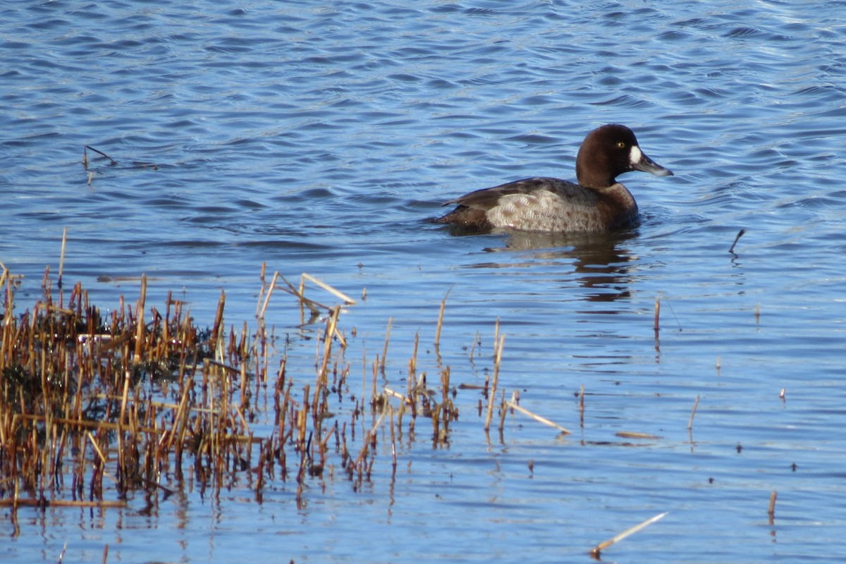 Greater Scaup - ML45189941