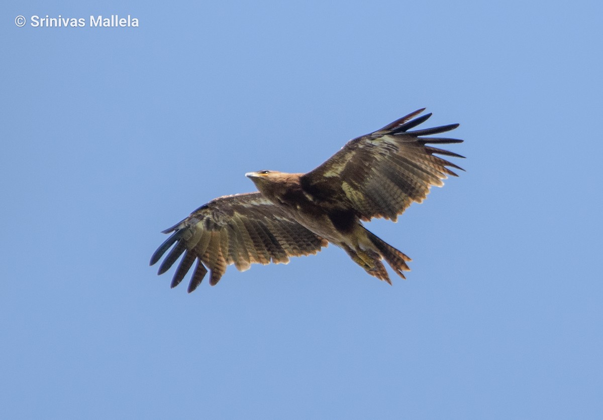Indian Spotted Eagle - Srinivas Mallela