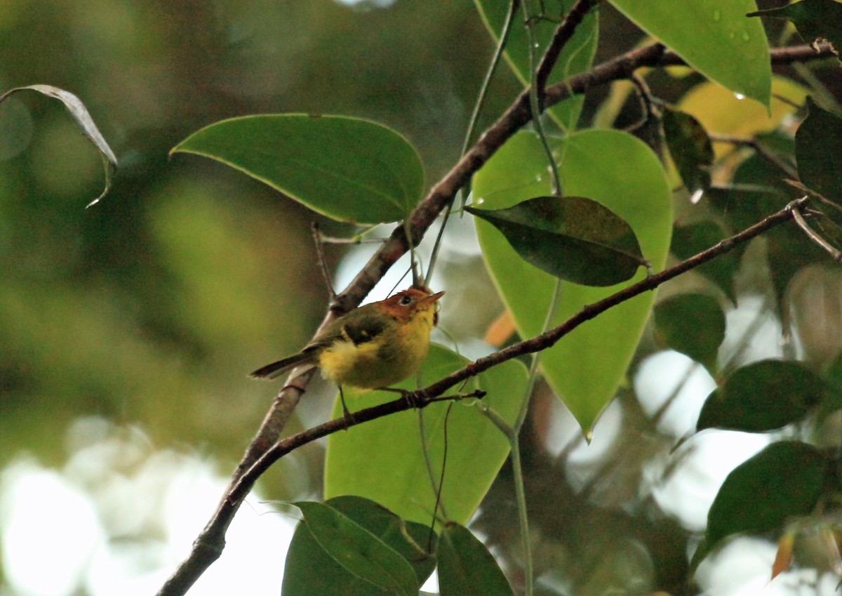 Yellow-breasted Warbler - ML45189951