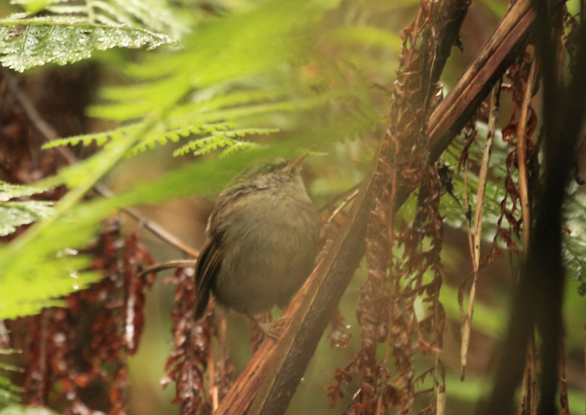 Aberrant Bush Warbler (Sunda) - ML45189991