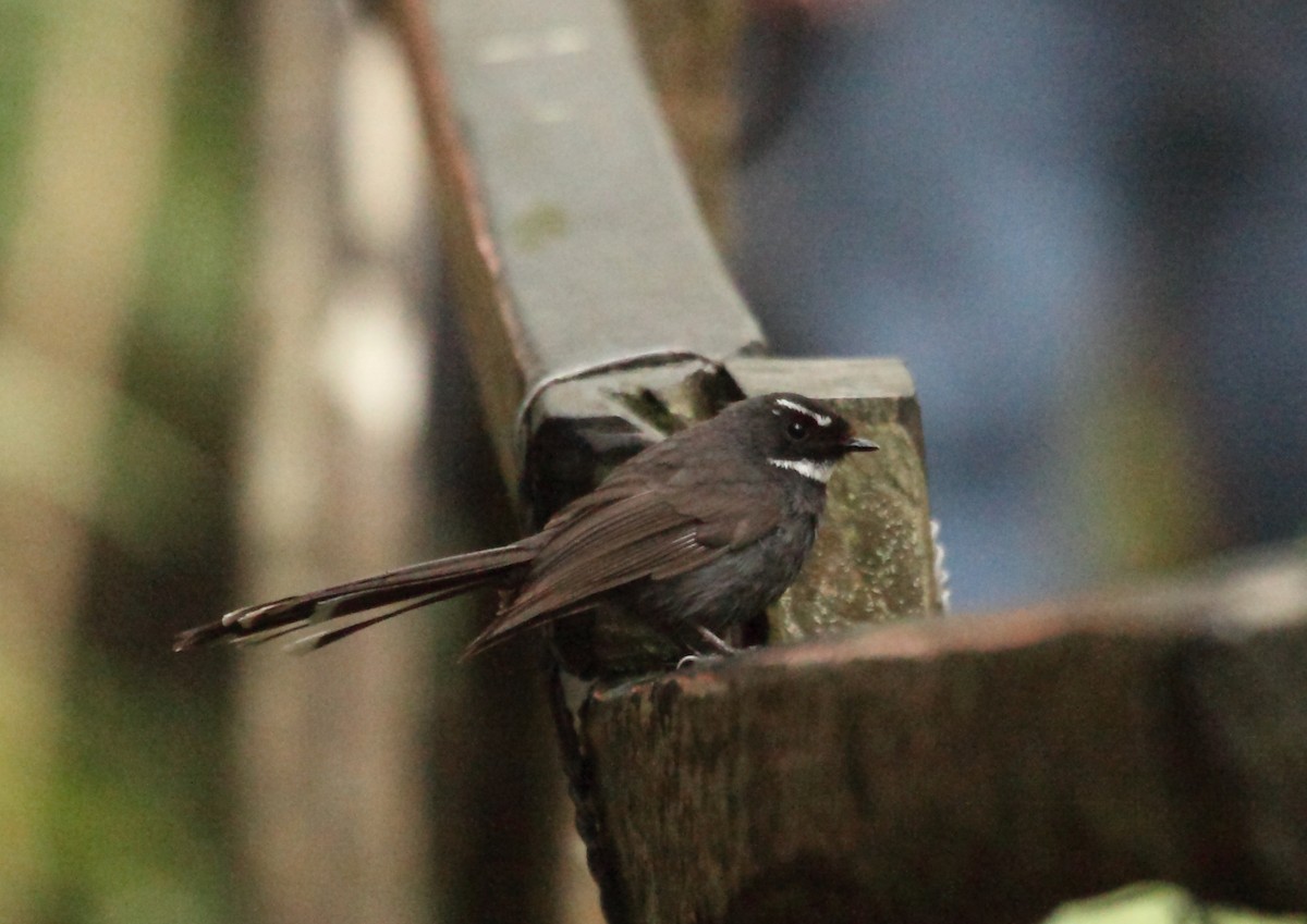 White-throated Fantail - ML45190091