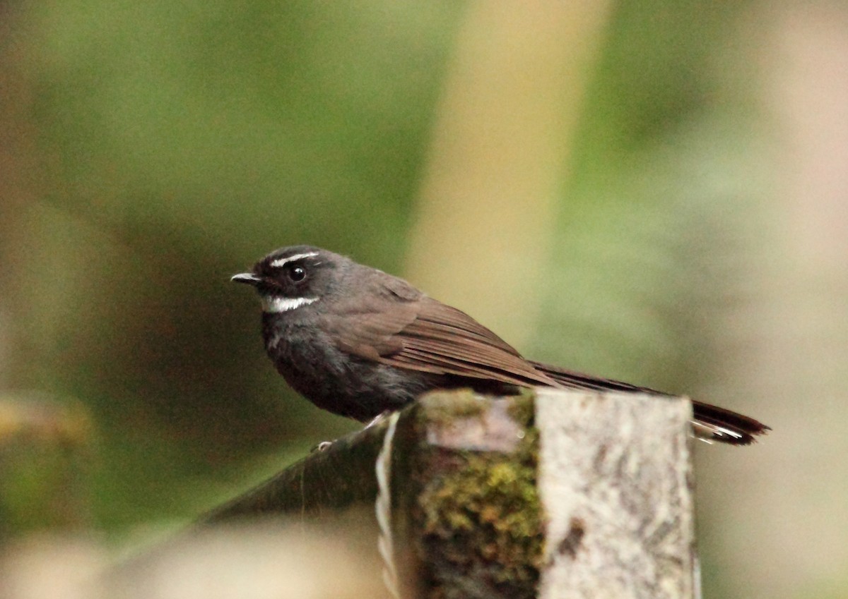 White-throated Fantail - ML45190101