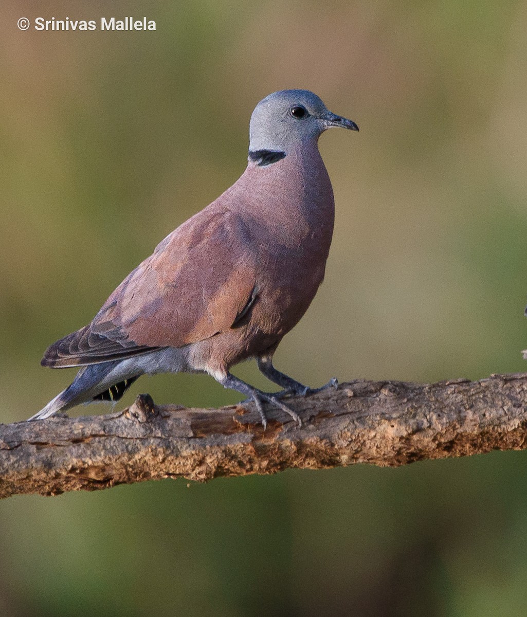 Red Collared-Dove - ML451905211