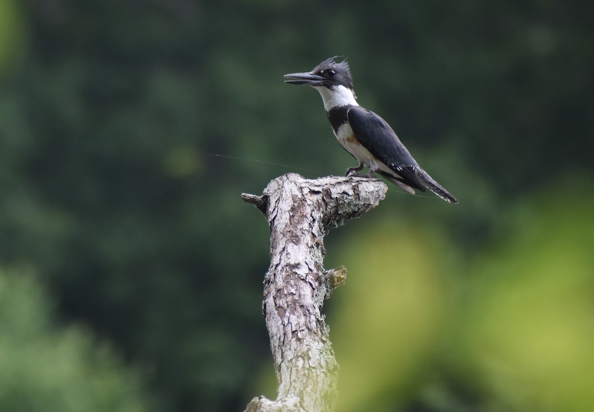 Belted Kingfisher - ML451905501