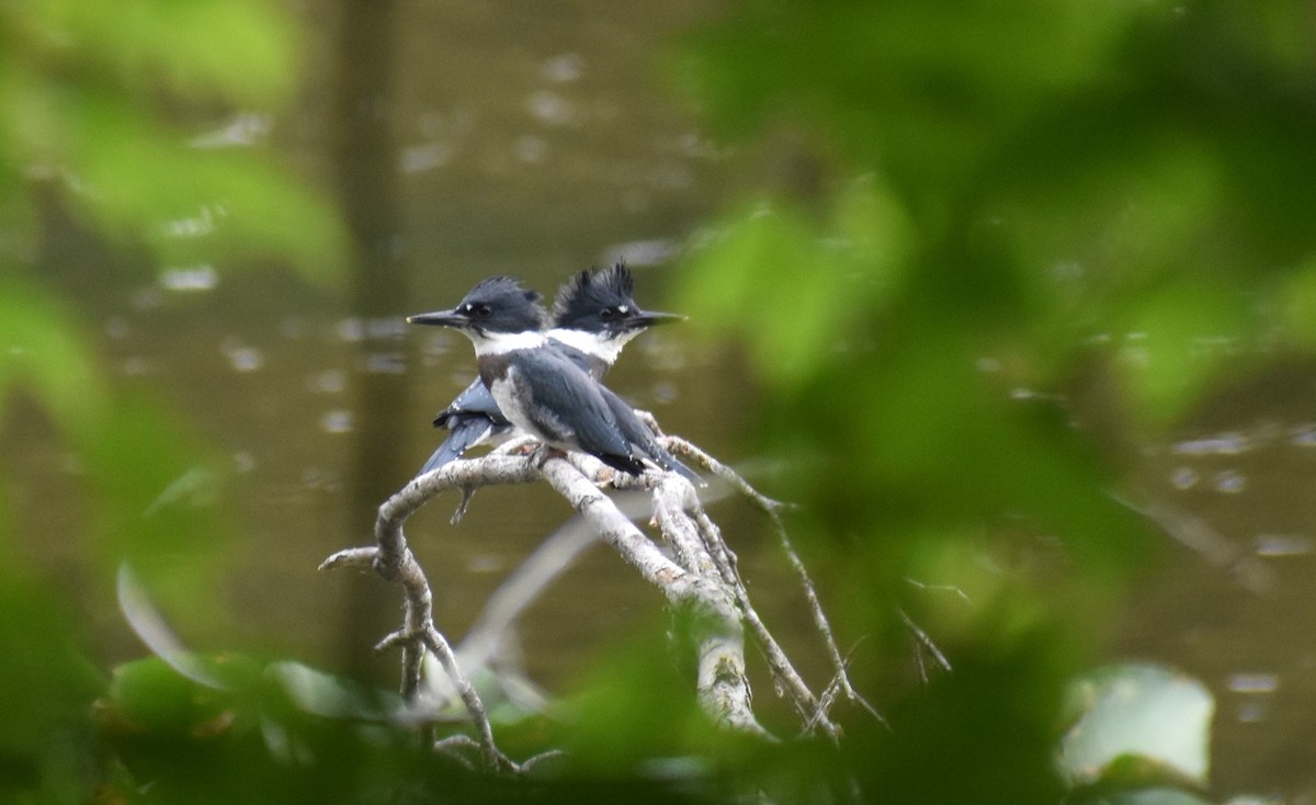 Belted Kingfisher - ML451905521
