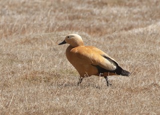 Ruddy Shelduck, ML451905591