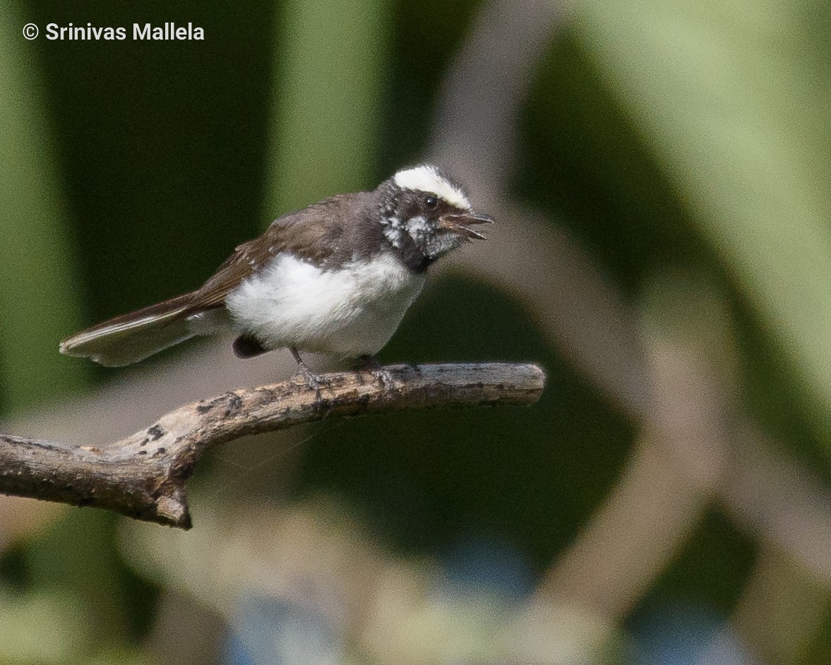 White-browed Fantail - ML451905851