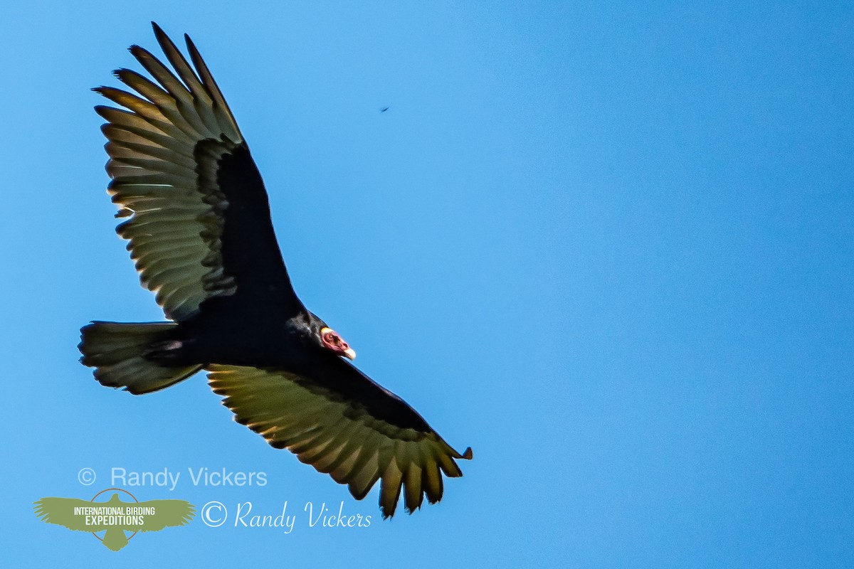 Turkey Vulture - ML451909181