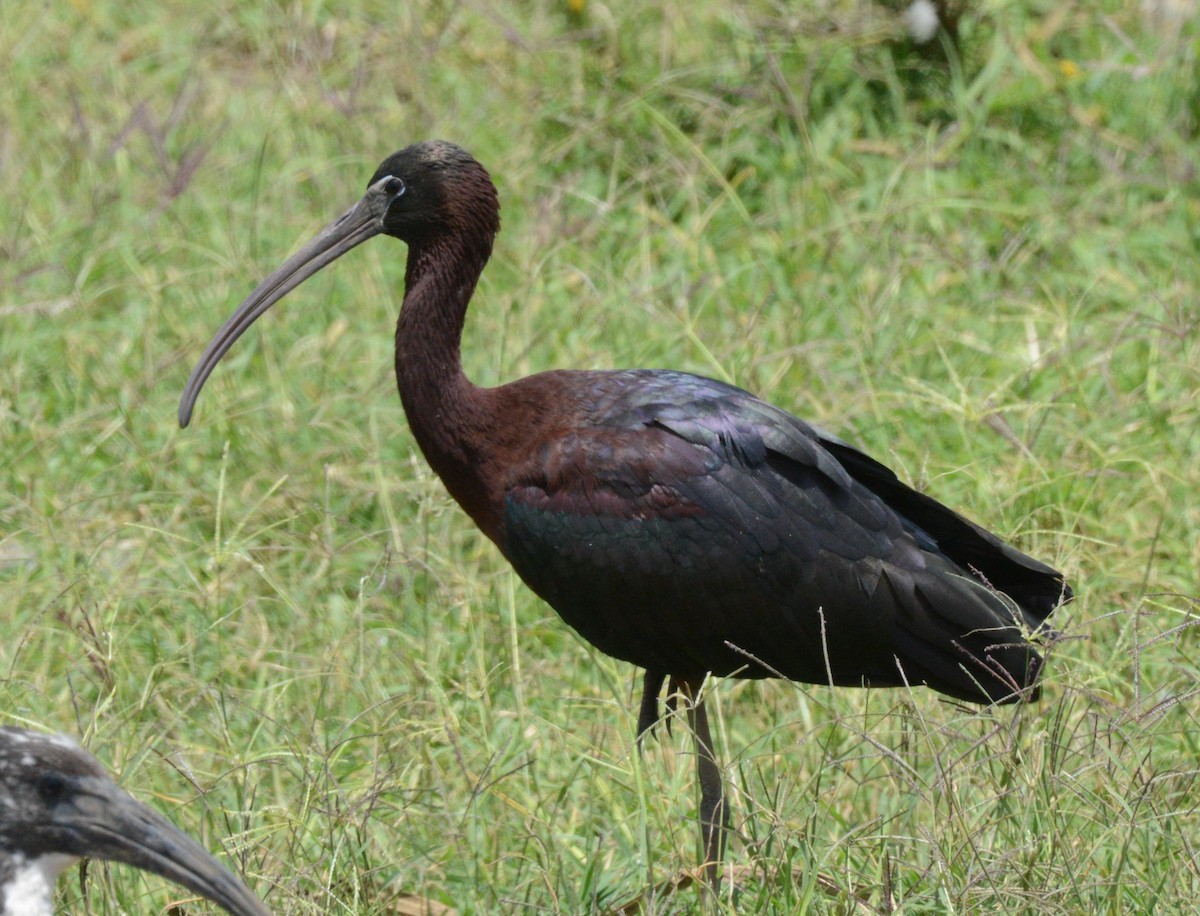 ibis hnědý - ML451912491