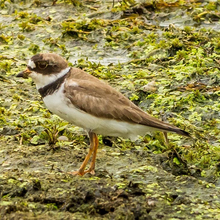 Semipalmated Plover - ML451918051