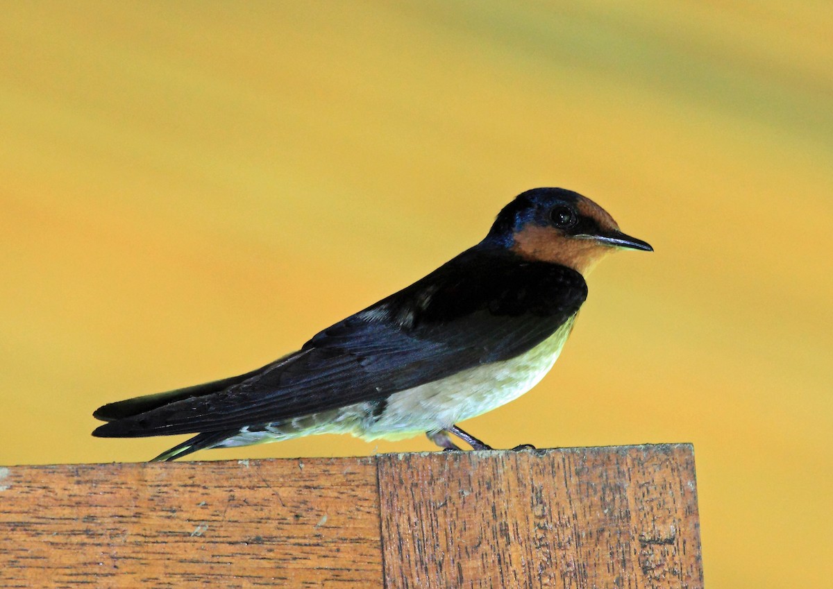 Pacific Swallow - Nigel Voaden