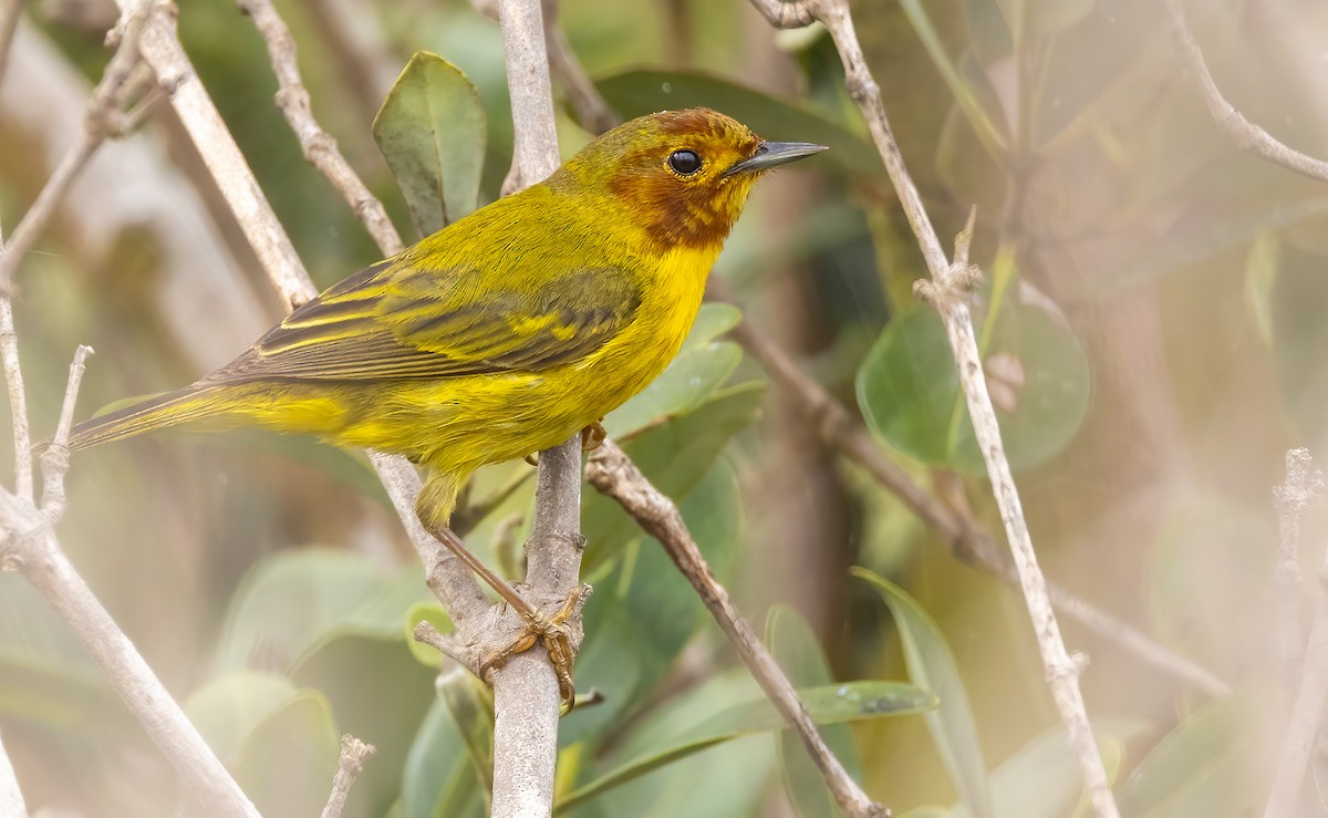 Yellow Warbler (Mangrove) - ML451926711