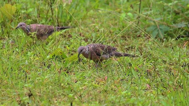 Spotted Dove - ML451928101