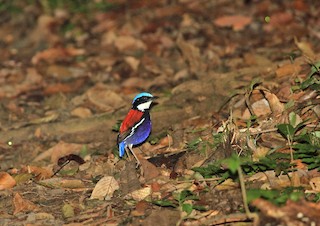  - Blue-headed Pitta