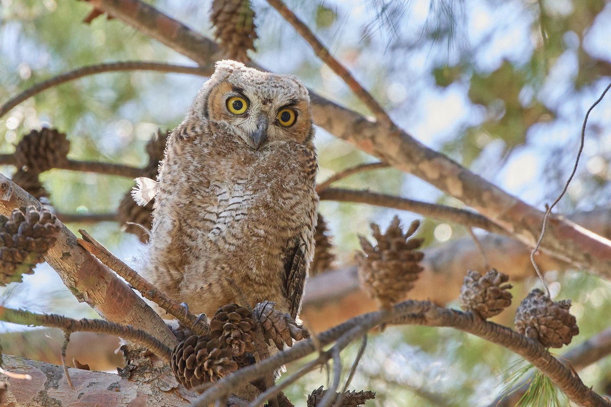 Great Horned Owl - ML451931911