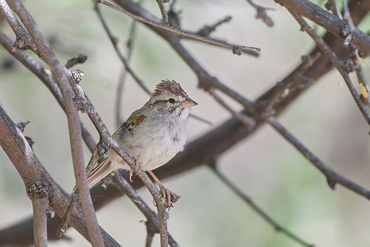 Rufous-winged Sparrow - ML451939081
