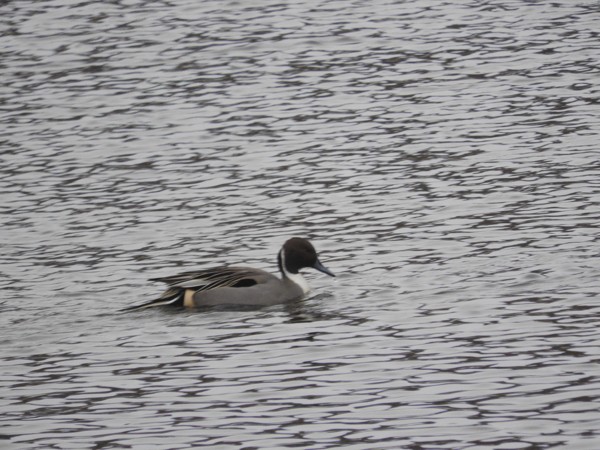 Northern Pintail - Brian White