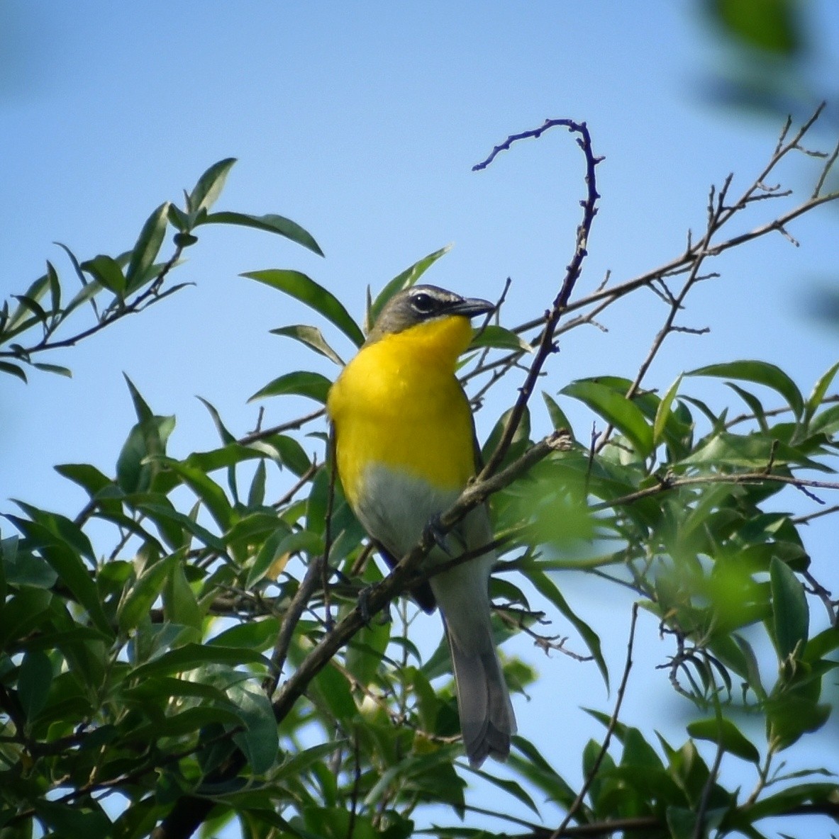 Yellow-breasted Chat - Philip Aguiar