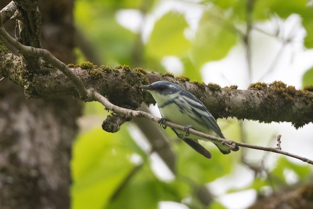 Cerulean Warbler