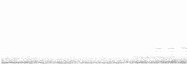 Sittelle à poitrine blanche (carolinensis) - ML451945521