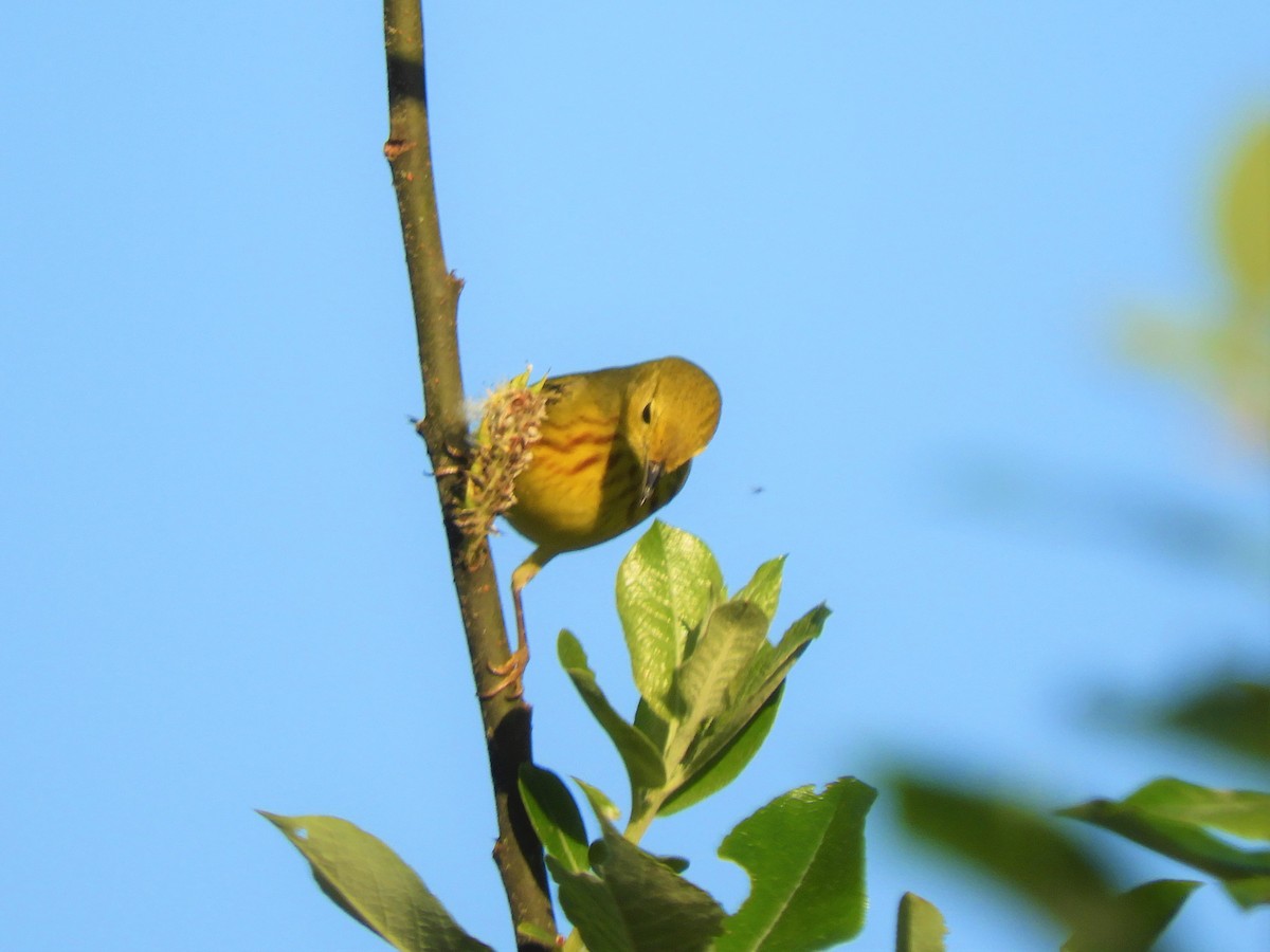 Yellow Warbler - ML451951251