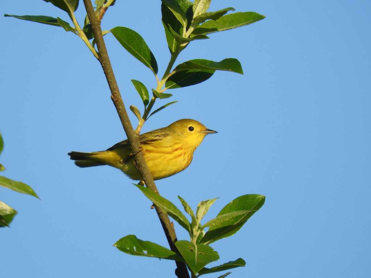 Yellow Warbler - ML451951331
