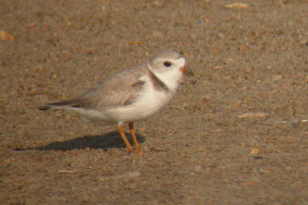 Piping Plover - Michael Todd