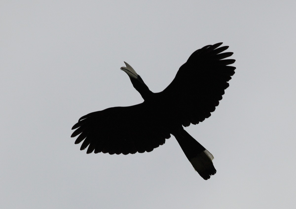 Black Hornbill - Nigel Voaden
