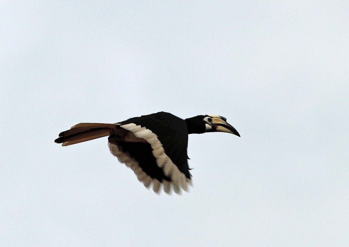 Oriental Pied-Hornbill - Nigel Voaden
