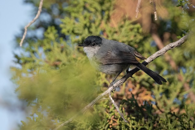 California Gnatcatcher