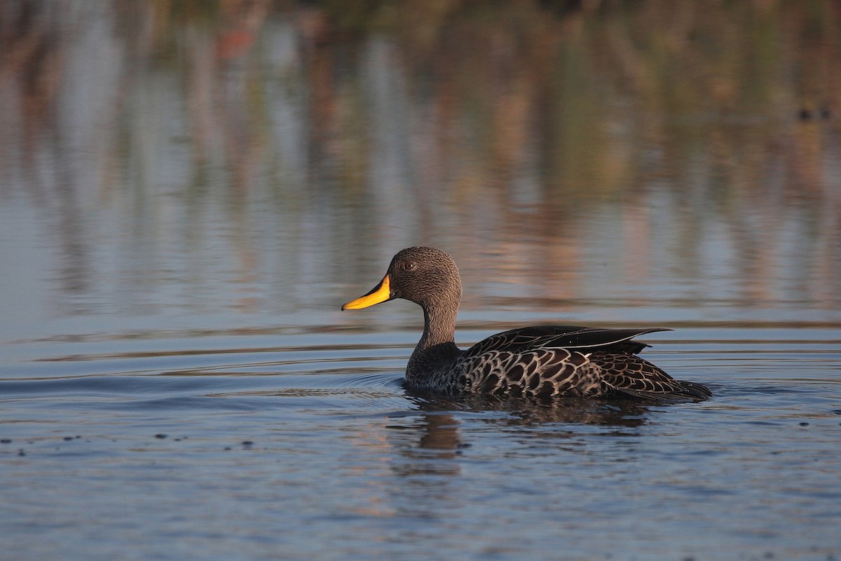 Yellow-billed Duck - ML451962401