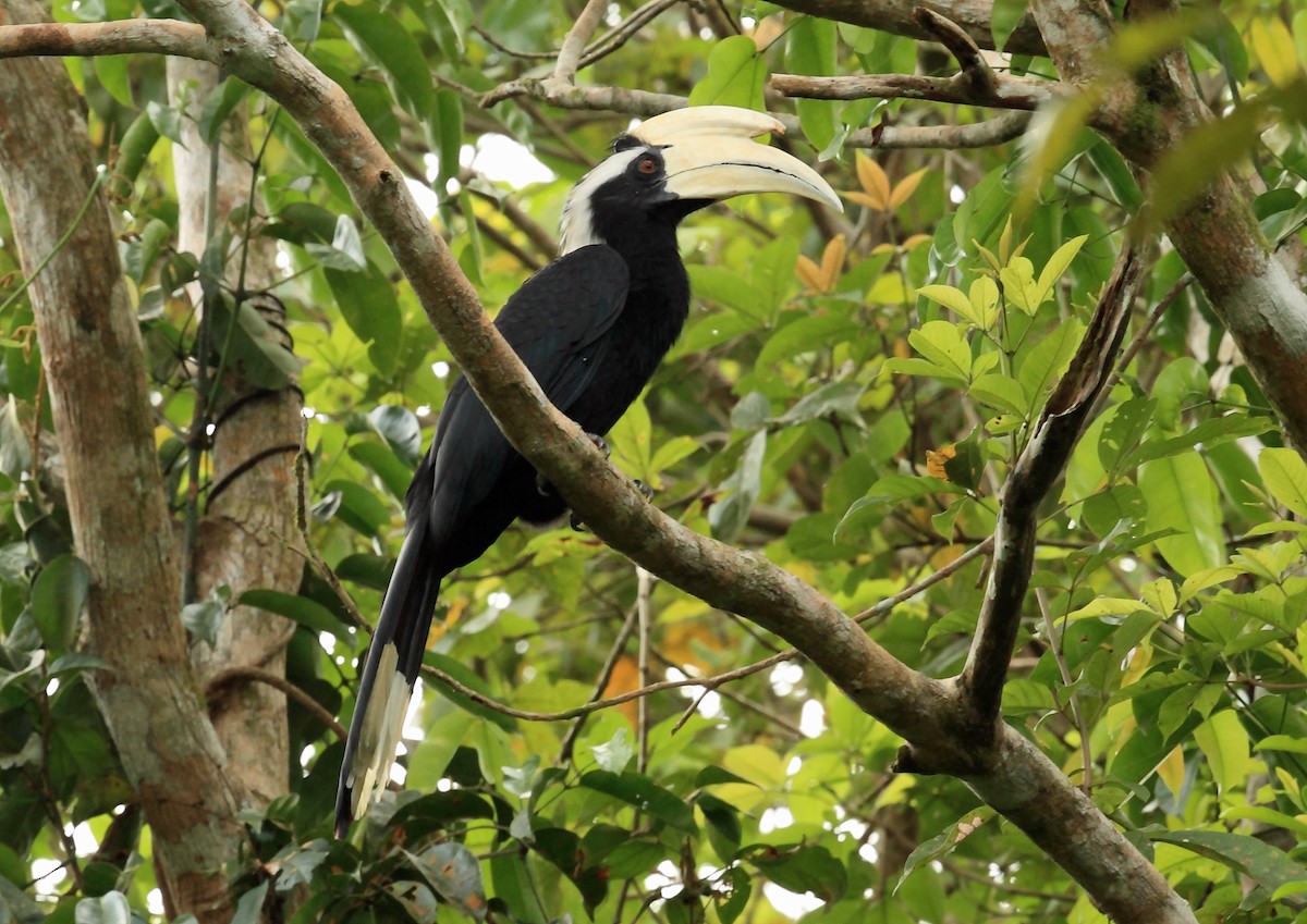 Black Hornbill - Nigel Voaden