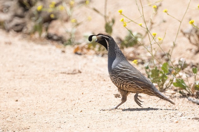 California Quail