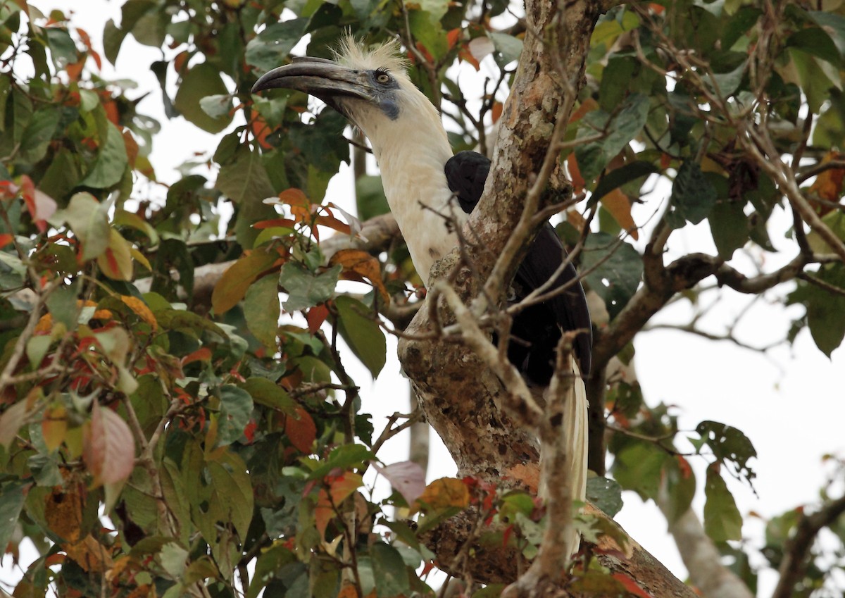 White-crowned Hornbill - ML45196331