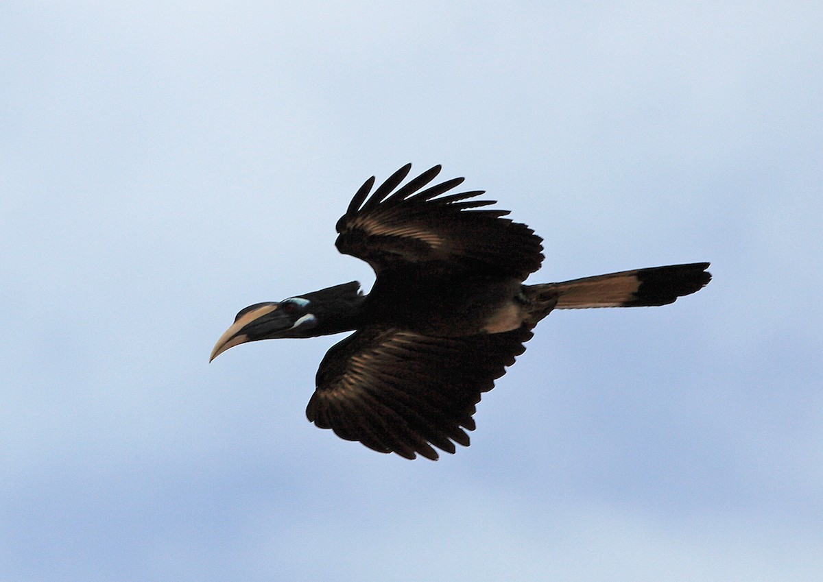 Bushy-crested Hornbill - Nigel Voaden