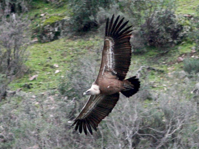 Adult - Eurasian Griffon - 