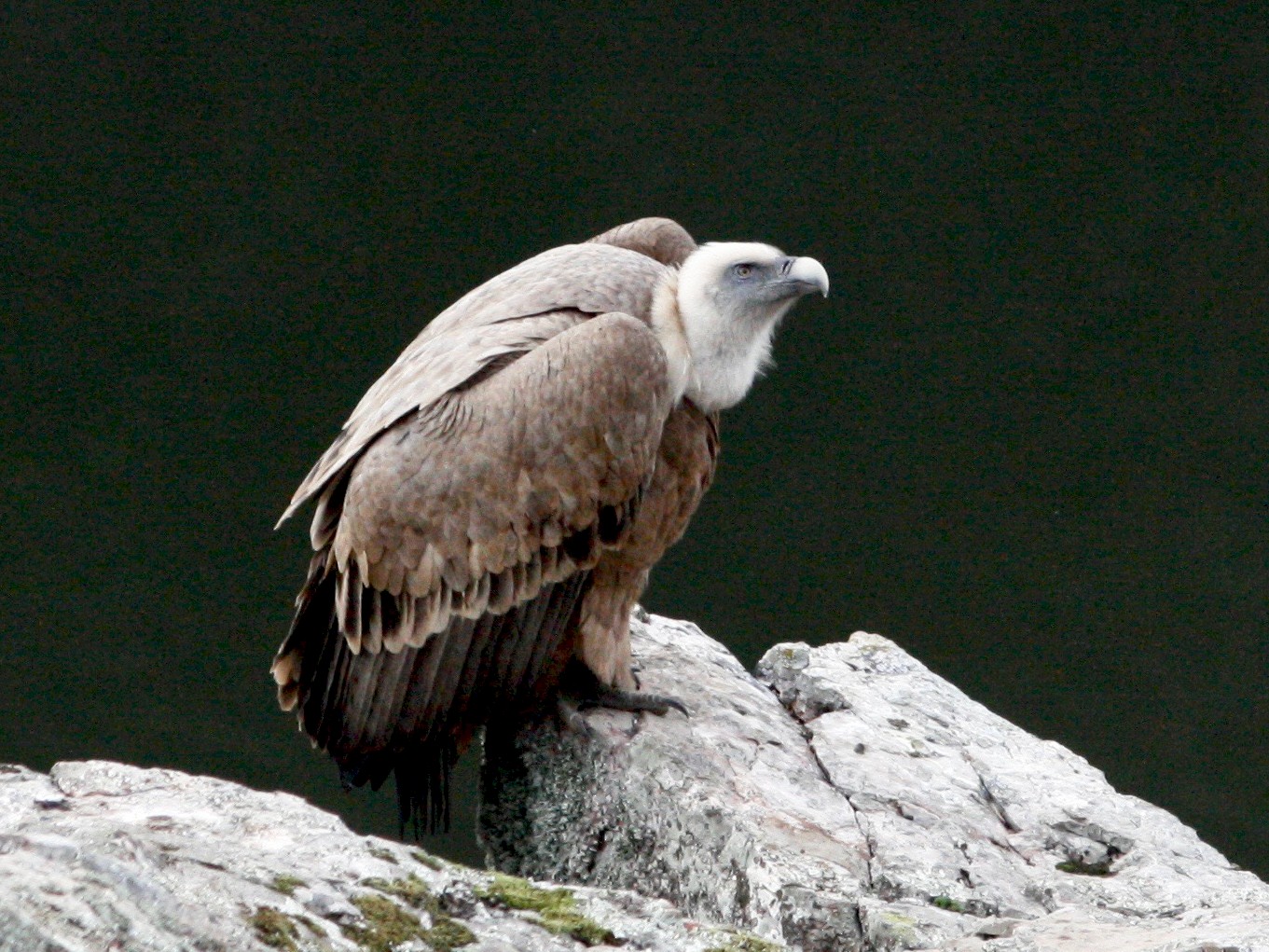 Eurasian Griffon - eBird