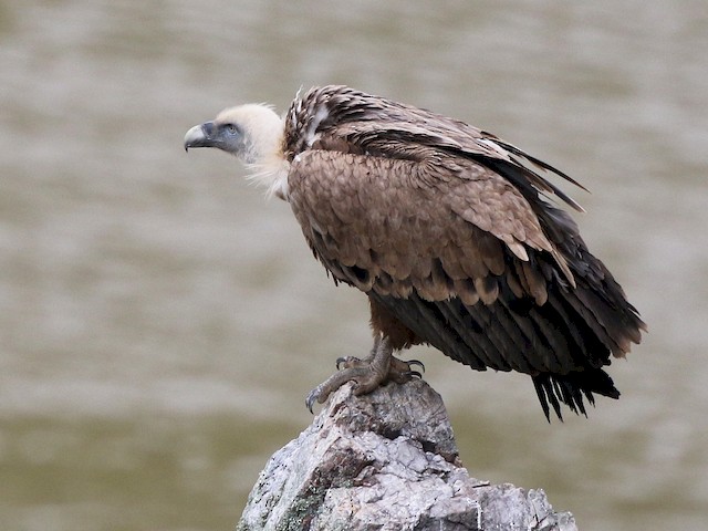 Adult - Eurasian Griffon - 