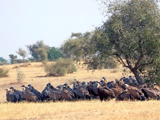 シロエリハゲワシ - eBird