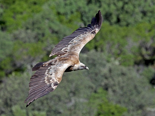 Adult - Eurasian Griffon - 