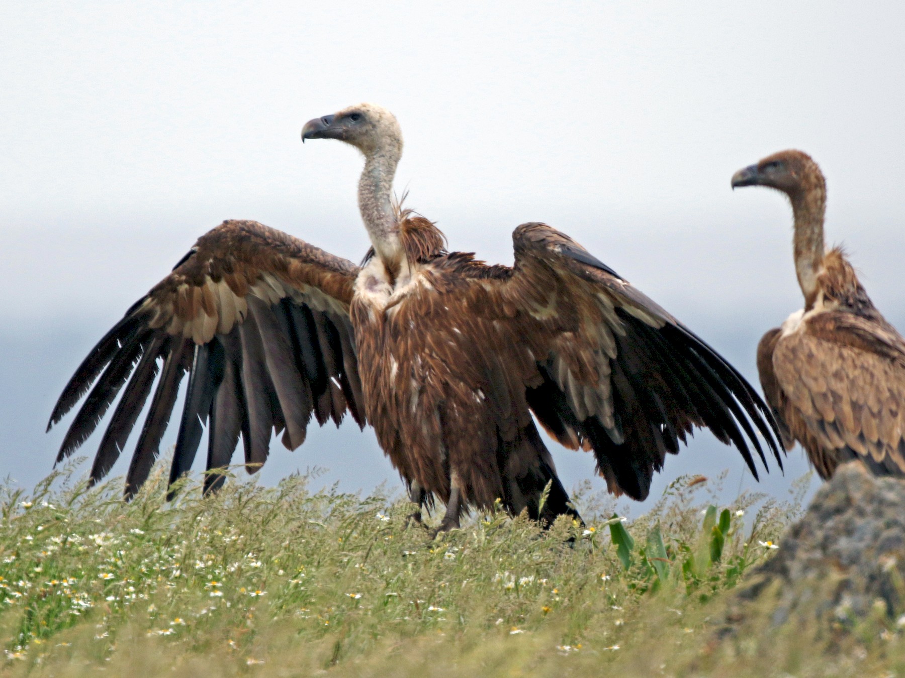 Eurasian Griffon - Daniel Jauvin