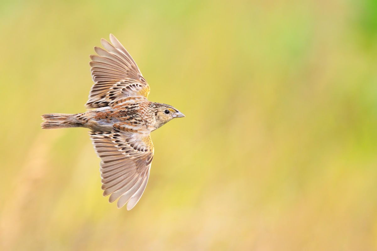 Grasshopper Sparrow - ML451973001