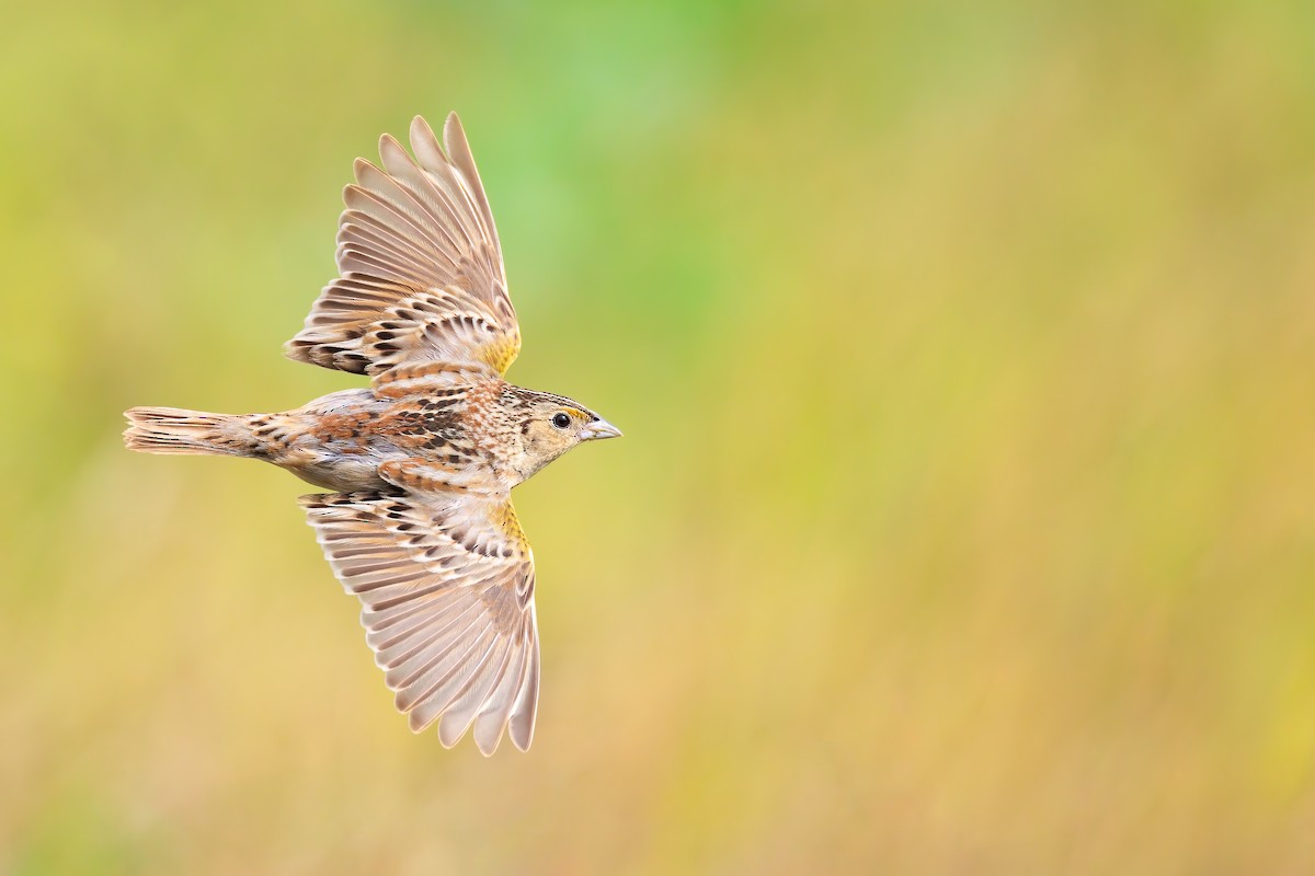 Grasshopper Sparrow - ML451973061