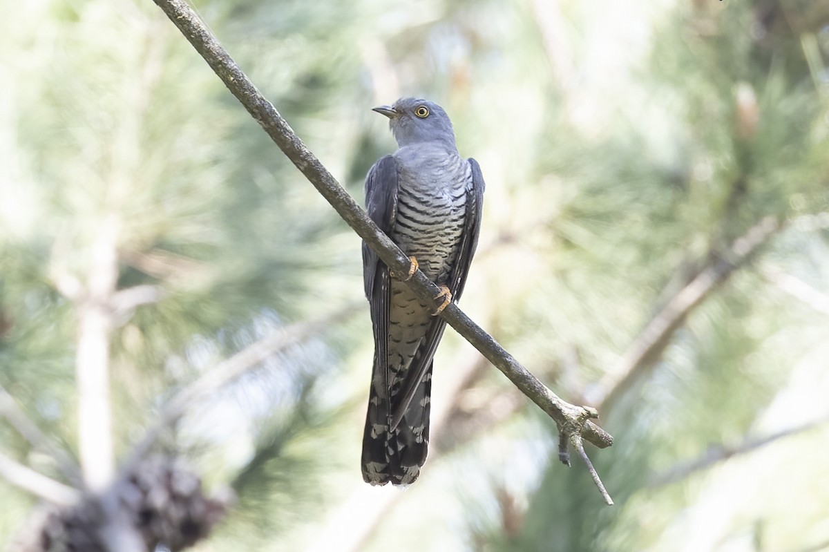 Common Cuckoo - Arthur Grosset